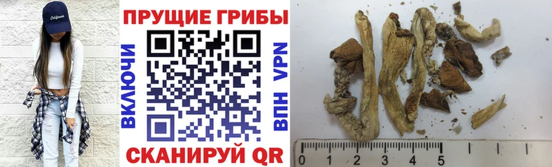 цена   Кохма  Галлюциногенные грибы мицелий 